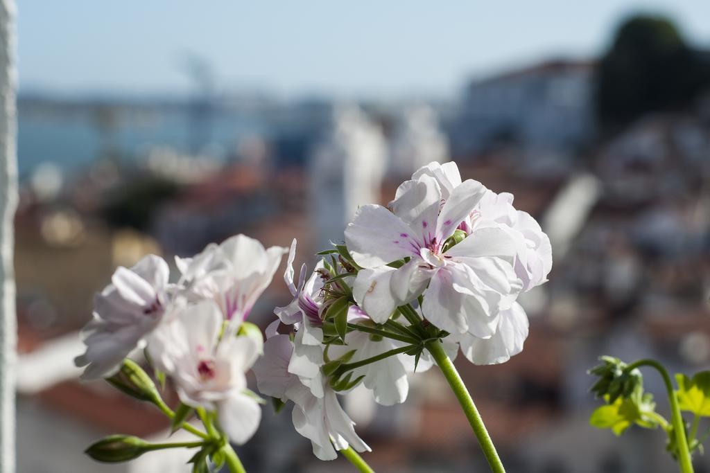 Alfama - St Estevao Viewpoint | Lisbon Cheese & Wine Apartments Habitación foto